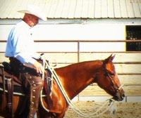 hackamore-profile Good horse being trained with a hackamore