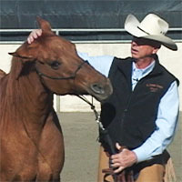 Horse training to fix head shy horses